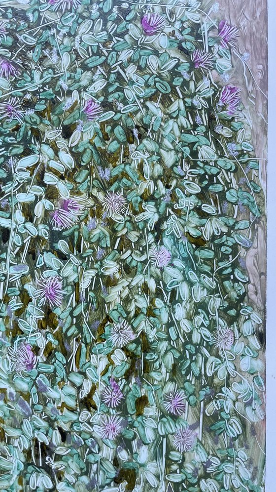 DROSANTHEMUM FLORIBUNDUM