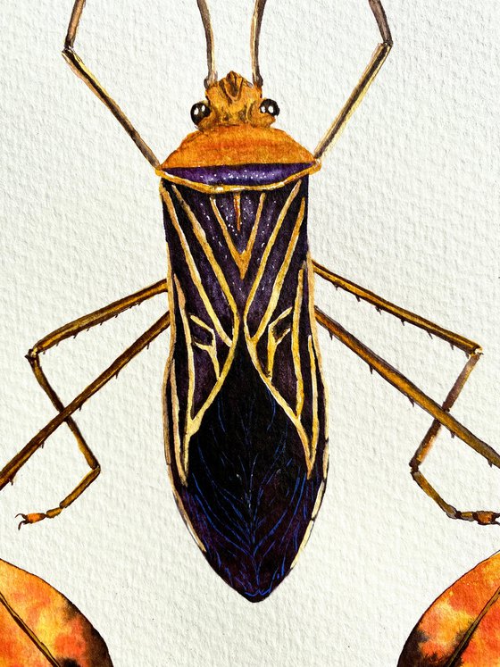 Flag bearer beetle in black orange gold, colourful representative of the insect world