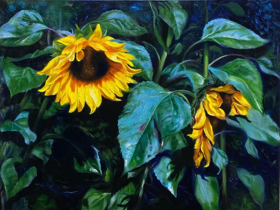 Sunflowers in shadow