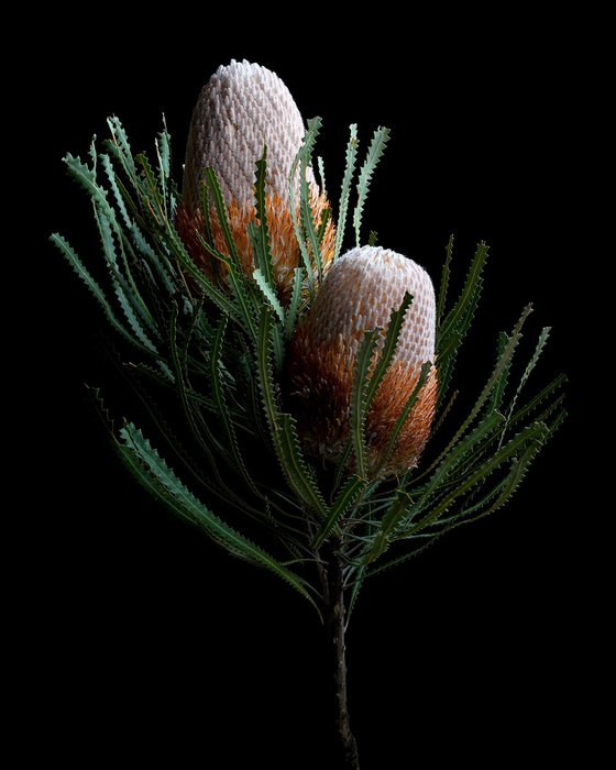 Banksia Prionotes