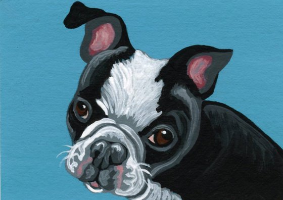 ACEO ATC Original Miniature Painting Boston Terrier Pet Dog Art-Carla Smale