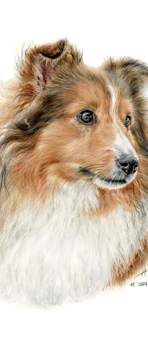 Sheltie by Annika Schmitt