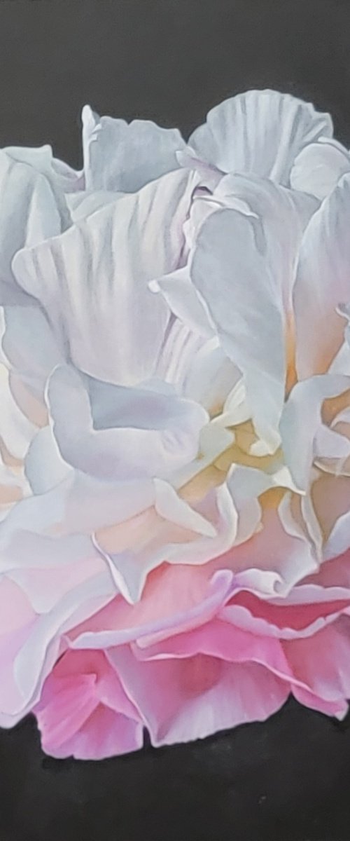 Passion for Peonies by Sandra Michele Knight