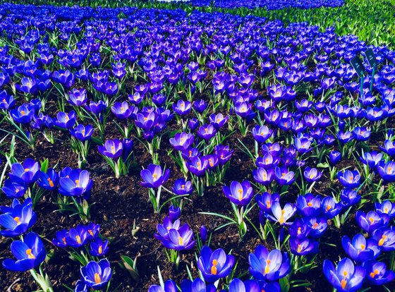 SPRING FLOWER BED (KING SIZE) - BLUE GARDEN ON PHOTOGRAPHY