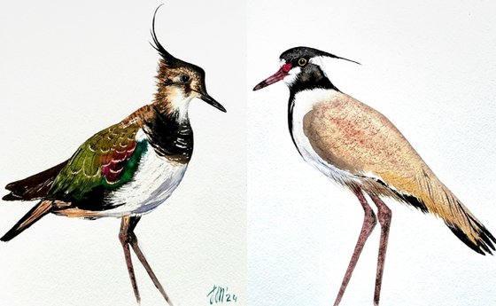 Twin birds Northern Lapwing