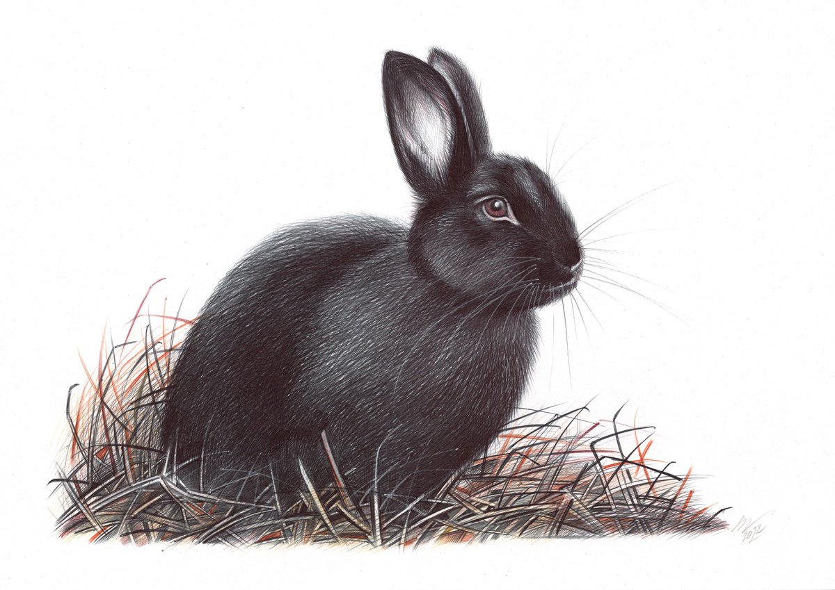 European Rabbit (Realistic Ballpoint Pen Drawing) by Daria Maier