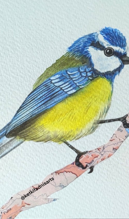 Blue Tit Bird by Ketki Fadnis