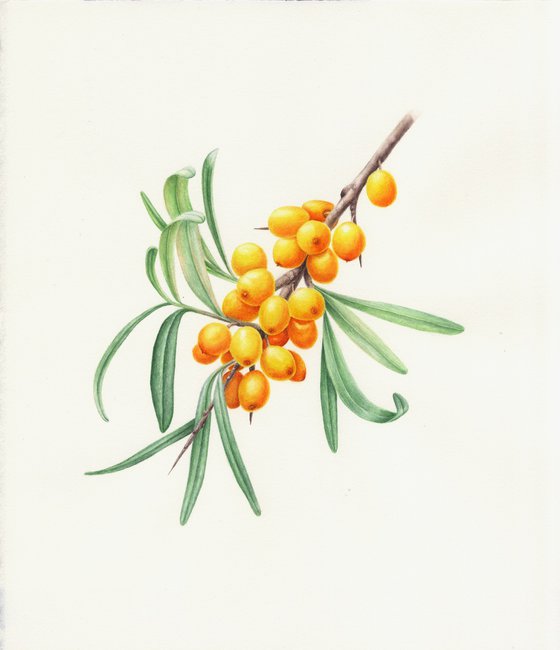 Sea Buckthorn