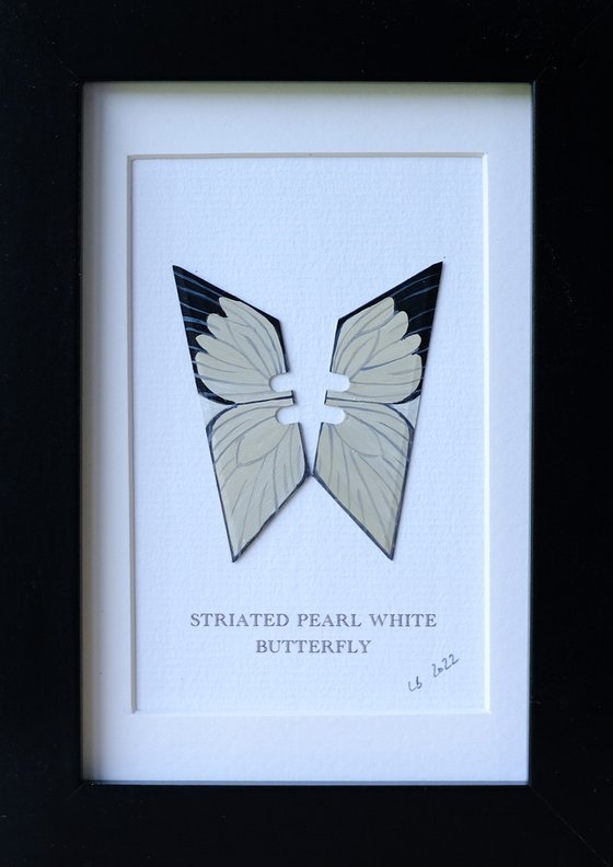 Striated pearl white butterfly