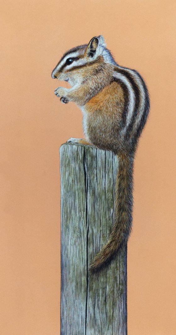 Original pastel drawing "Chipmunk"