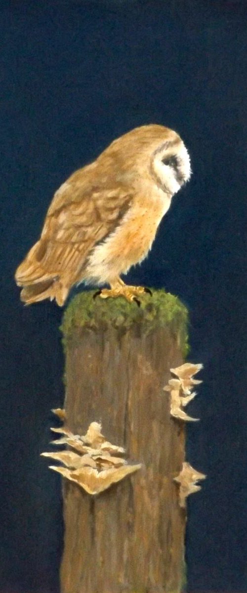 Barn Owl on Stump. by Kieran McElhinney