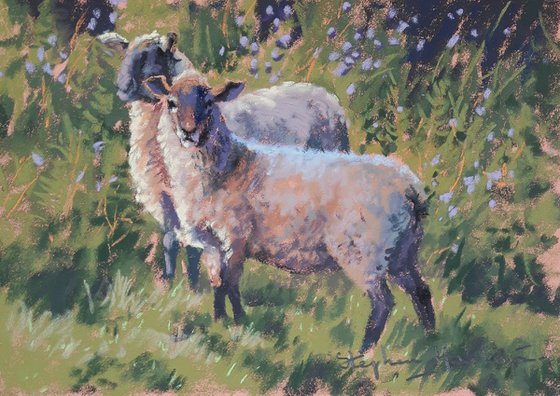 Sheep and Flowers