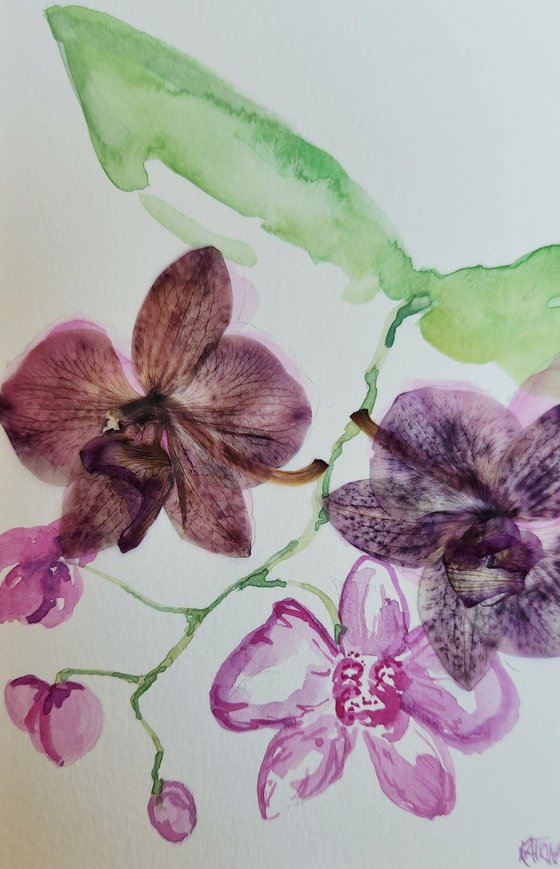 "The Orchid" - Watercolor - Flower