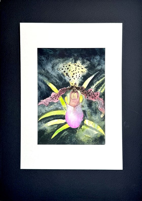 Wild orchid flower Orchidea