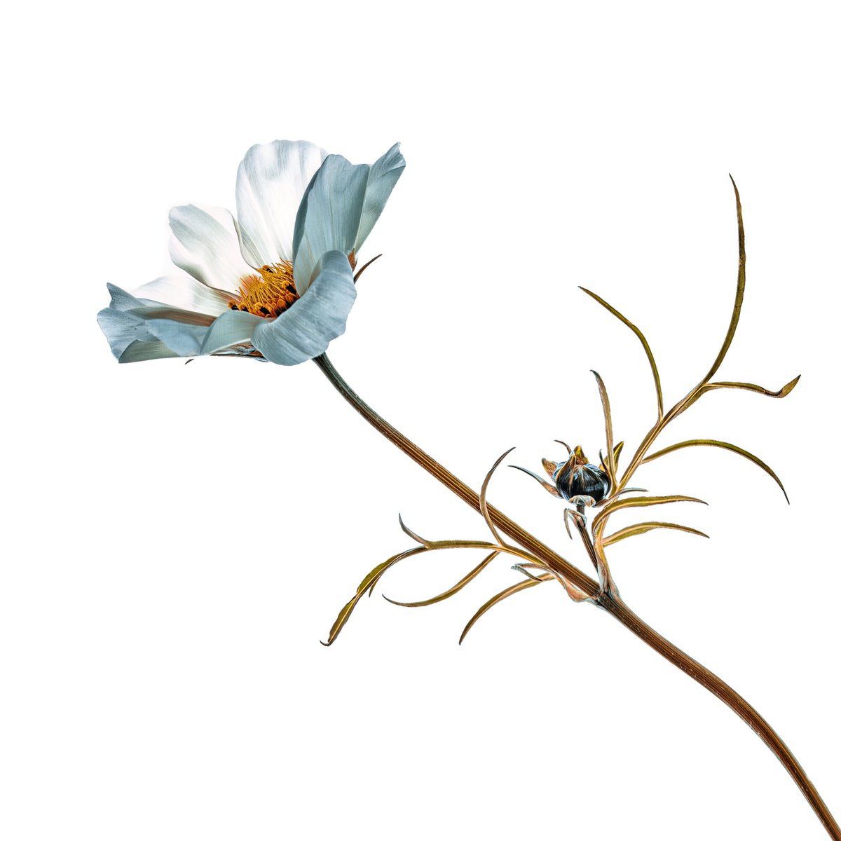 Botanical Photograph By Paul Nash, 24 X 24", Cosmos On A White Background, Original Artwork