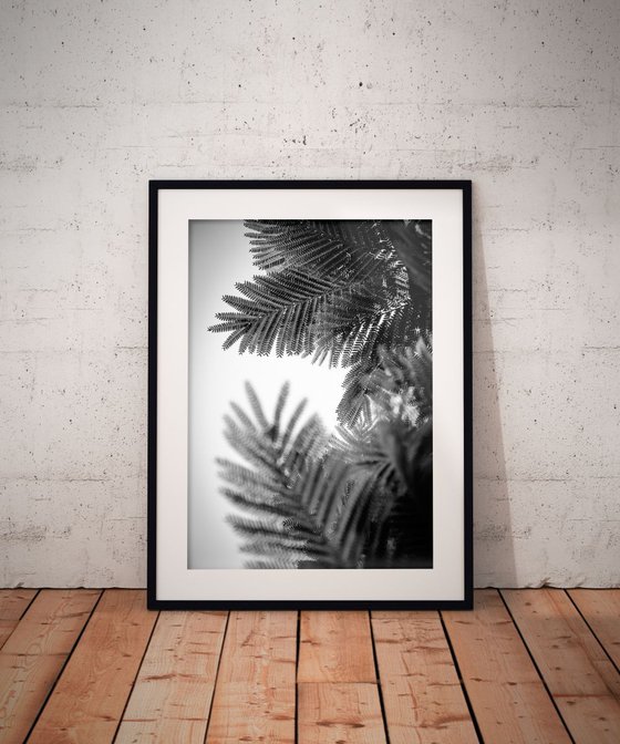 Natural Geometries | Limited Edition Fine Art Print 1 of 10 | 30 x 45 cm