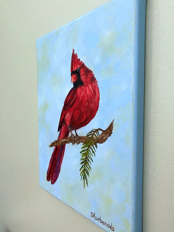 Beautiful cardinal