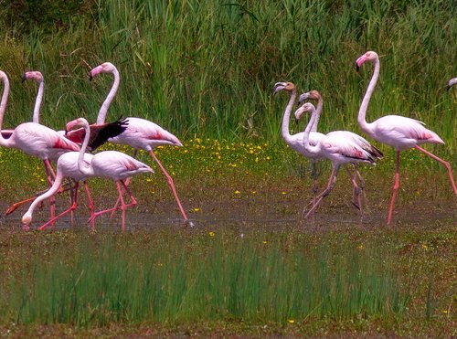 Los Flamingos by Emanuele Forzani