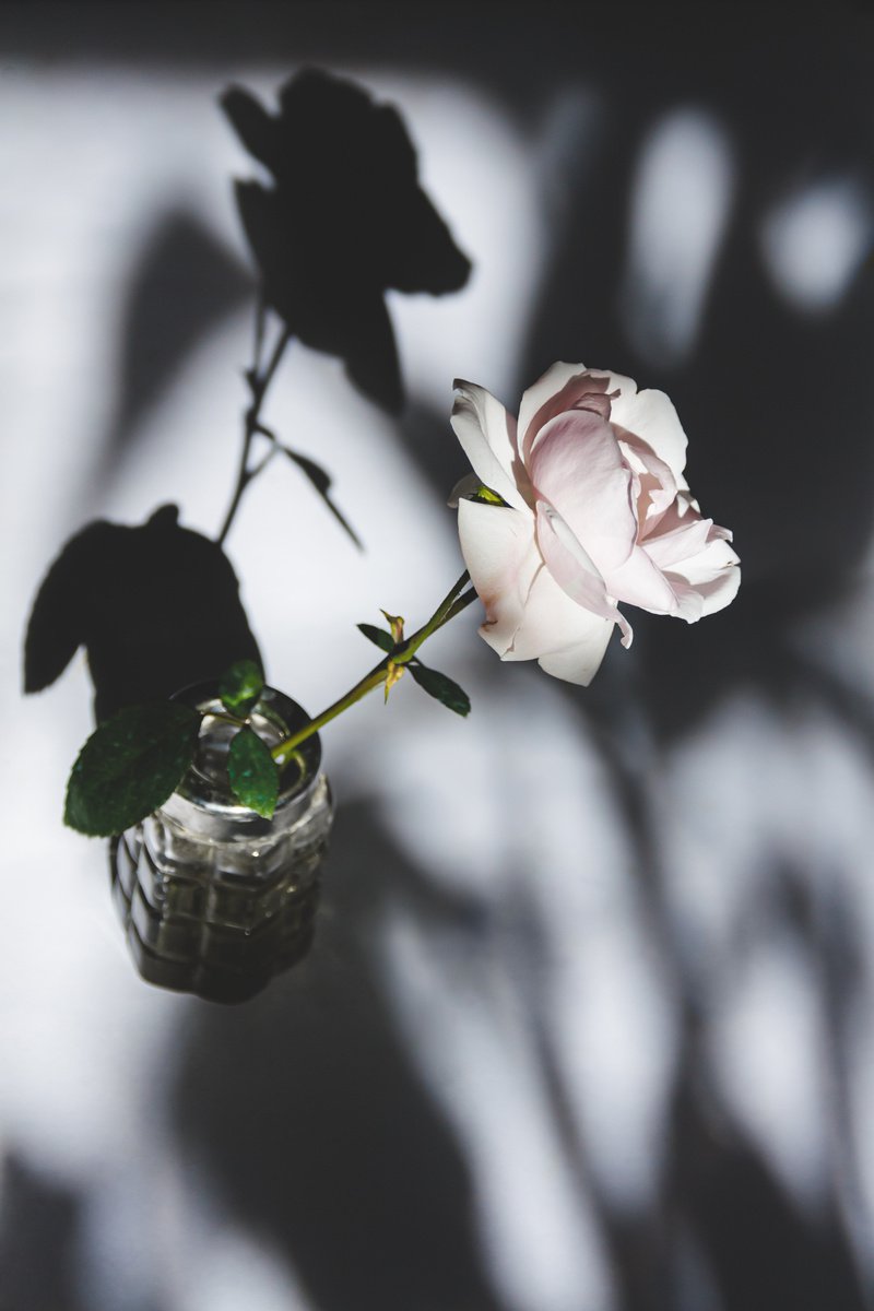 still life with shadows and a rose II by Yuliya Ivanova