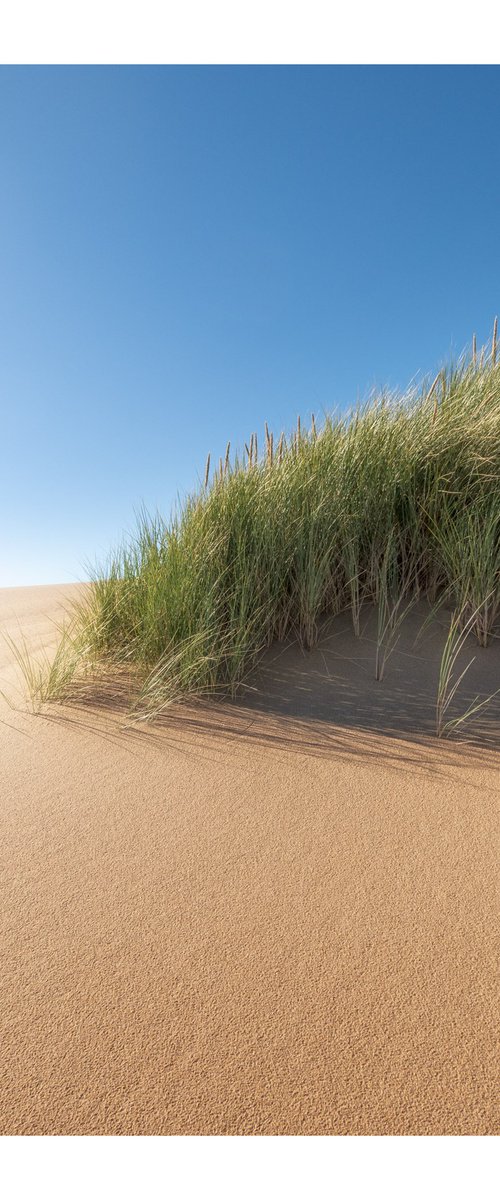 Dune Portrait I by David Baker