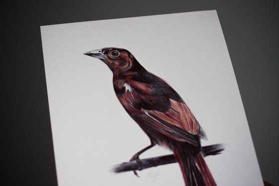 Birds Collection X