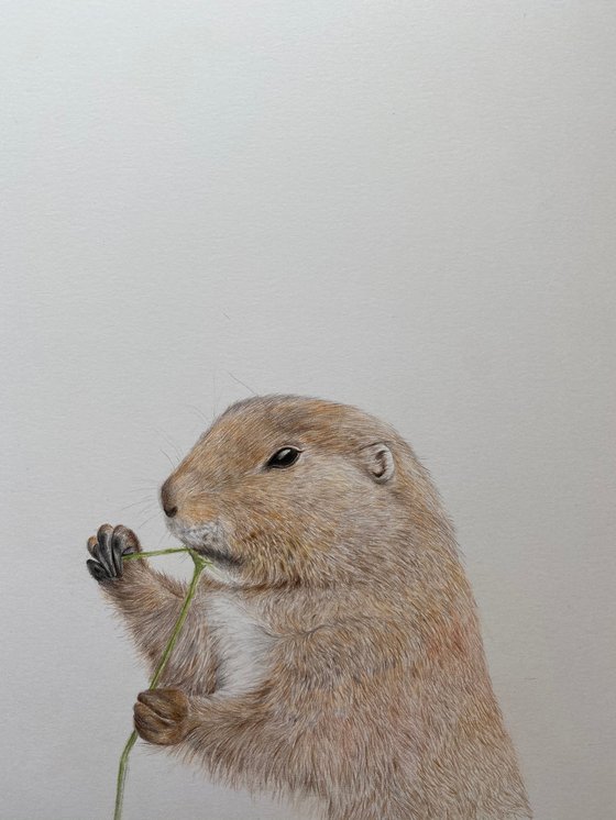 Prairie dog