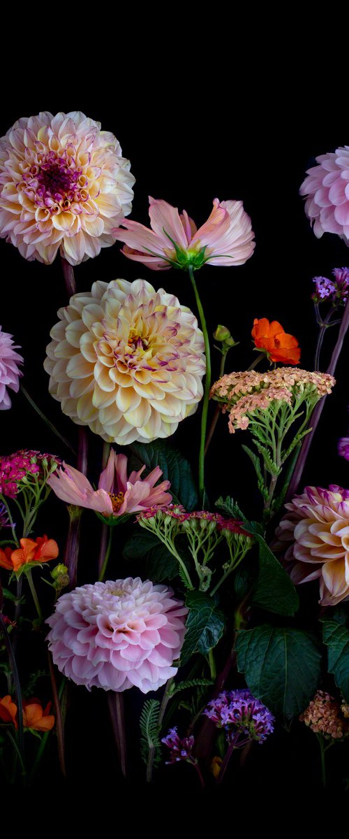 Dahlia with Achillea by Dianna Jazwinski