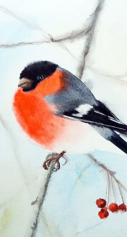 Bullfinch Bird on Branch  - wa by Olga Beliaeva Watercolour