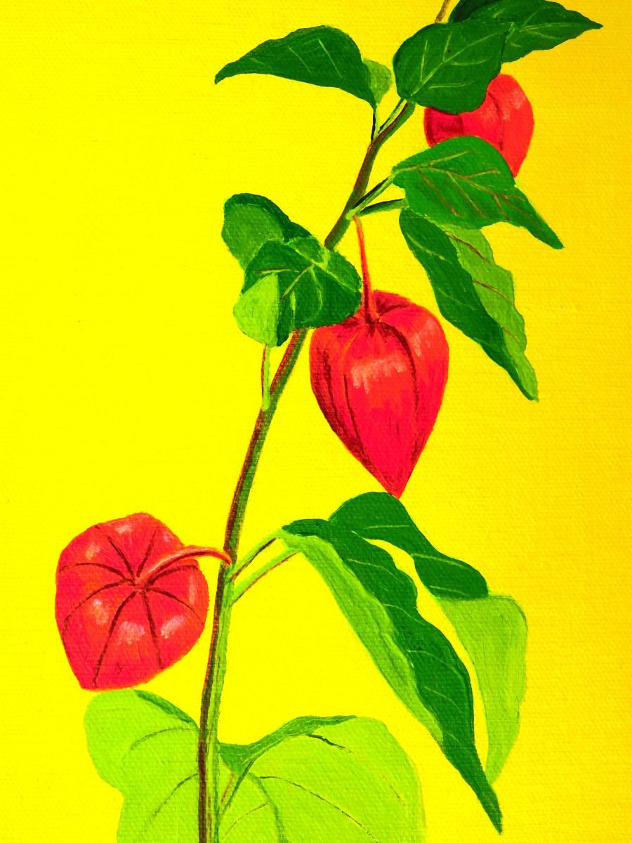 Chinese Lanterns (Physalis) by Ruth Cowell