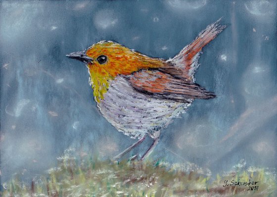 Robin Bird. Christmas gift