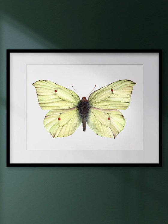 Common brimstone (Gonepteryx rhamni), male, ukrainian lemon butterfly