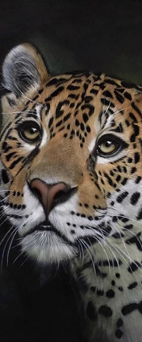 Jaguar by Clare Parkes