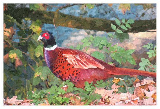 Pleasant Pheasant