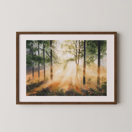 Morning Light in the Forest