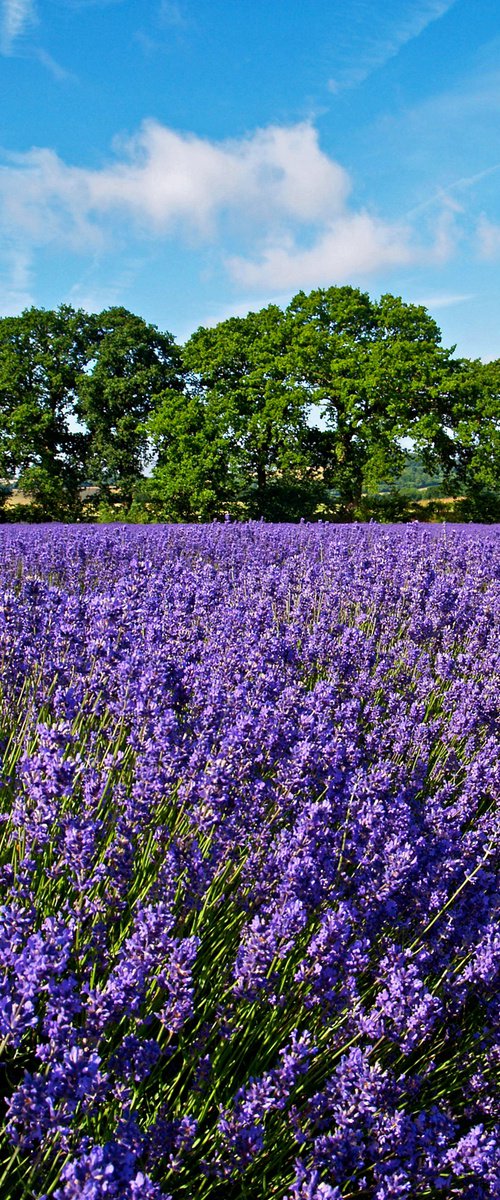 Sea of Lavender by Alex Cassels