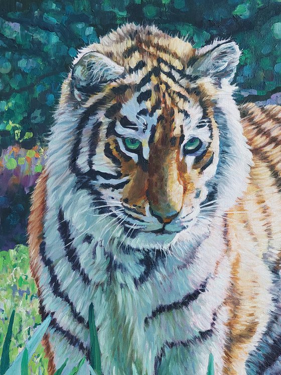 Amur Tiger - First Encounter