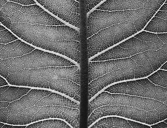Leaf Veins III