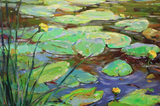 Water lilies pond