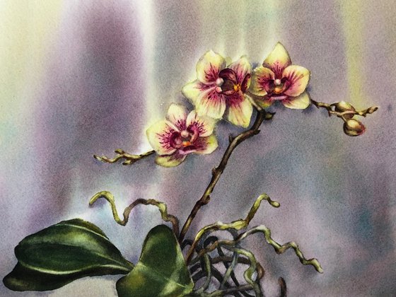 Orchid
