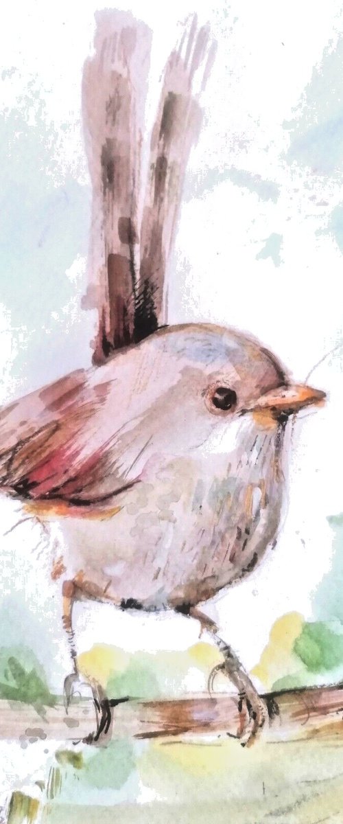 fairy wren II watercolour by Anna Maria