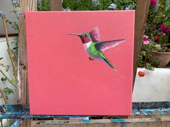 Anna's Hummingbird