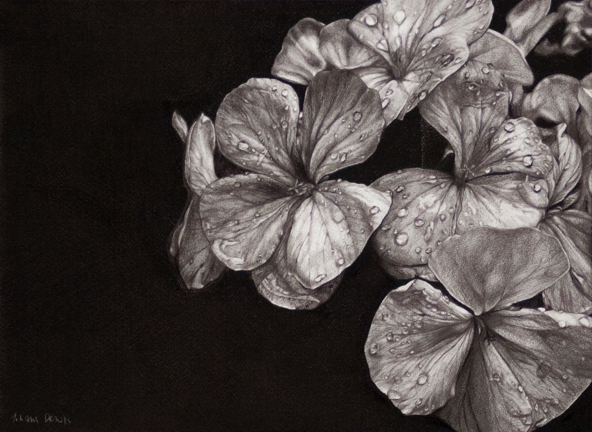 Fiori - Flowers by Tiziana Derosa