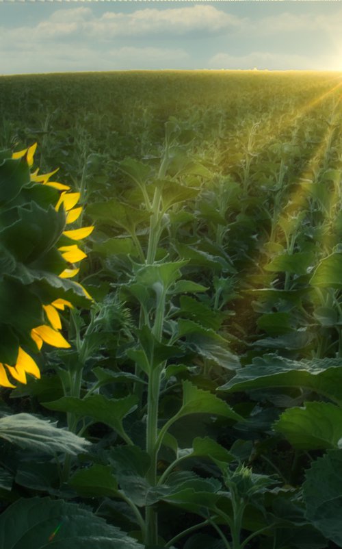 Turning to the Light by Vlad Durniev