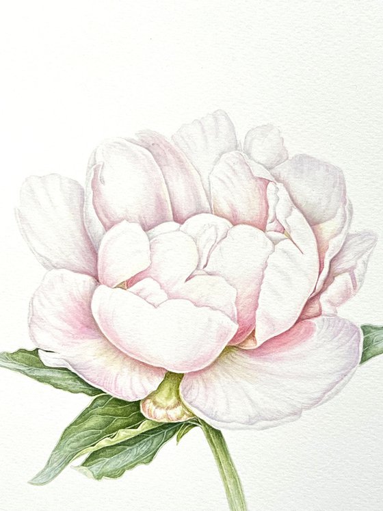 White peony