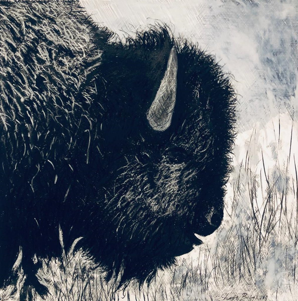 Impressionistic Animal Charcoal Drawing By Shabs Beigh, 33 X 33", Bison Head 3, Original Artwork