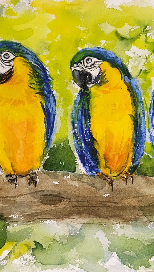 Three Blue and Gold macaw birds on a tree by Asha Shenoy