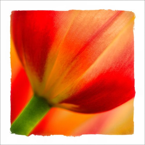 Floral Art...Tulip by Martin  Fry