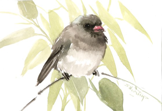 Big Eyed Junco