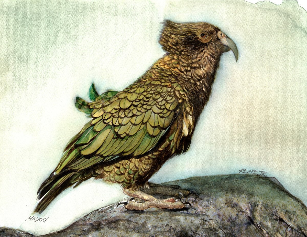 Photorealistic Animal Watercolour By Reme Jr., 14 X 10", Bird Cxxv, Original Artwork