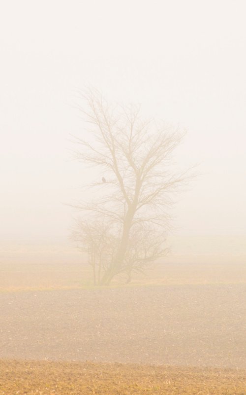 foggy landscape 5 by Jochim Lichtenberger